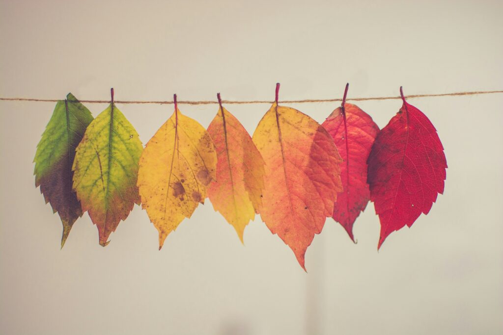 A photo of seven leaves hanging from a string, ranging from green on the left through yellow, to red